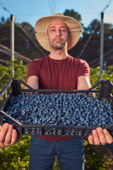 Farmer picking fresh blueberries on a farm.