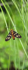 Macro Photography Of Hubner Wasp Moth