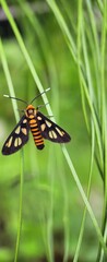 Macro Photography Of Hubner Wasp Moth