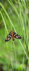 Macro Photography Of Hubner Wasp Moth
