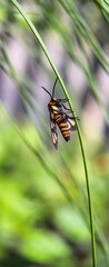 Macro Photography Of Hubner Wasp Moth
