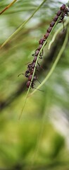 Macro Photography Of Leaf Footed Bugs