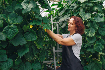 Vegetable farming. Woman, farmer, collects, breaks fresh, natural, organic cucumbers, vegetables, harvest, works, enjoys the smell of fresh vegetables grown in her own greenhouse. Cucumber plantation.