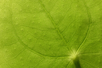 Close up photograph of a green colour leaf texture. Natural soothing and warm background. 