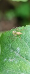 Macro Photography Of A Spider On A Leaf