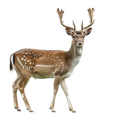 Fototapeta premium PNG Image of deer