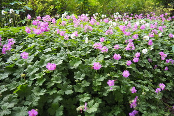 Geranium cantabrigiense is a hybrid flowering plant in the cranesbill family Geraniaceae. It is an...