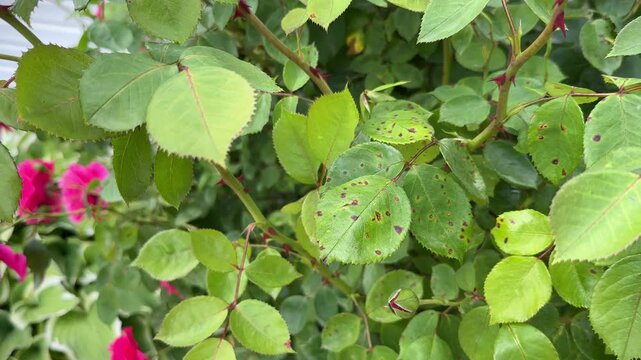 Purple and orange spots on rose leaves, close-up. Plant affected by Rose rust fungal disease.