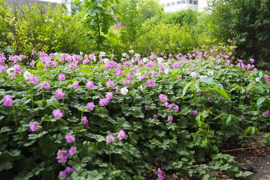Geranium cantabrigiense is a hybrid flowering plant in the cranesbill family Geraniaceae. It is an hybrid between Geranium dalmaticum and G. macrorrhizum. Long-lasting pink flowers. Budapest, Hungary