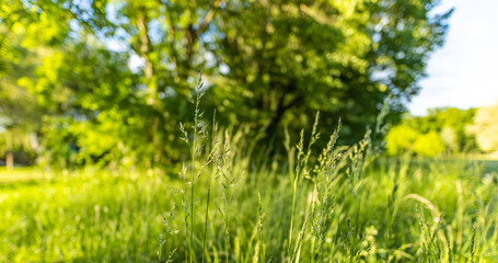 Idyllic wild grass in forest at sunset. Macro image, shallow depth of field. Abstract summer nature panoramic background. Vintage filter. Tranquil spring summer nature closeup artistic forest blur
