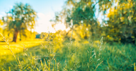 Idyllic wild grass in forest at sunset. Macro image, shallow depth of field. Abstract summer nature panoramic background. Vintage filter. Tranquil spring summer nature closeup artistic forest blur