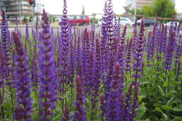 Morning in Budapest, Hungary. Lawn next to road. Cars driving fast. Sage Salvia - large genus of...