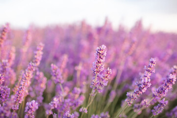 Blooming lavender field in sun light at background. Summer time season.
