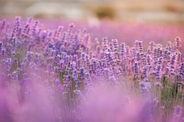Blooming lavender field in sun light at background. Summer time season.