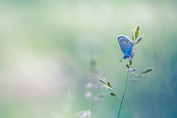 Beautiful nature pattern butterfly sunset grass meadow, peaceful abstract scene. Fantastic tranquil natural artistic floral. Colorful closeup meadow on bright foliage background. Amazing spring summer