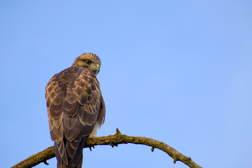 hawk perching on a tree branch on the blue sky background