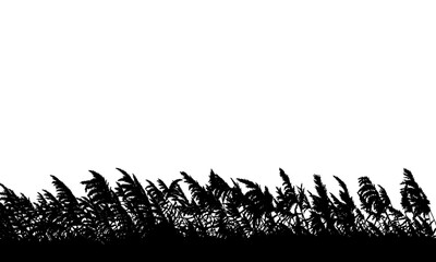 Black silhouette illustration of reed field isolated on transparent background