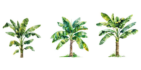 Obraz premium Watercolor banana tree isolated on white background.
