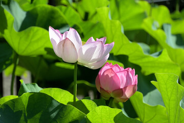 Obraz premium 逆光に輝く白とピンクのハスの花