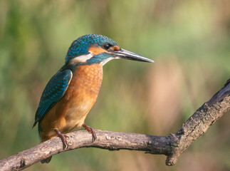 Common kingfisher, Alcedo atthis. A young bird sits on a branch above the river