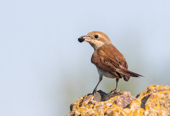 Red-backed shrike, Lanius collurio. A female with prey in her beak sits on a rock
