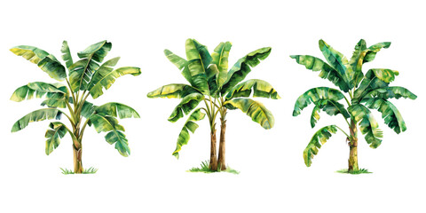 Obraz premium Watercolor banana tree isolated on white background.