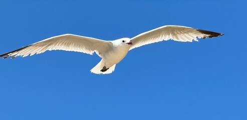 goeland en vol bannière