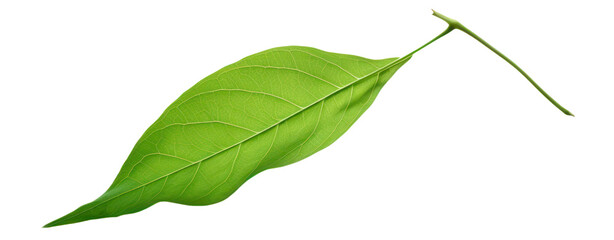 Fototapeta premium green leaf 3d realistic illustration