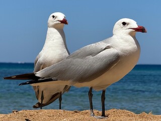 goelands papa et maman