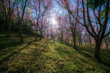 Naklejka premium Pink sakura cherry blossom under a clear blue on Phu Lom Lo mountain, Phitsanulok and Loei Province, Thailand