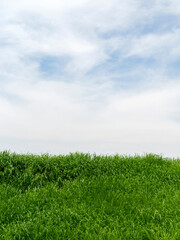 新緑の植物に覆われた土手と空の風景