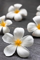 White Plumeria flowers on grey background, Vertical photo. Tropical flower background, white and  yellow frangipani flower