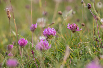 Fototapeta premium Red clover growing in the chalk grassland of the South Downs, with a shallow depth of field