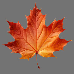 Obraz premium red brown maple leaf autumn