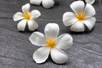 White Plumeria flowers on grey background, high quality photo. Tropical flower background, white and  yellow frangipani flower