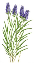 Fototapeta premium Botanical illustration of a lavender plant, known for its calming properties, white background. 1