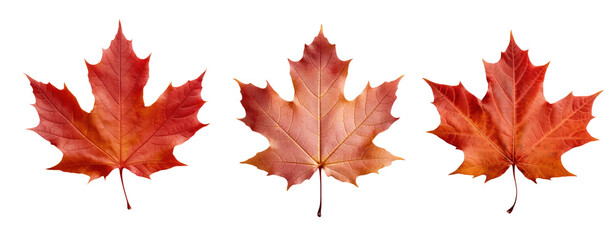 Fototapeta premium maple leaf autumn brown