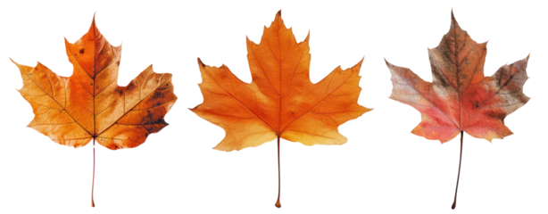 maple leaf autumn brown
