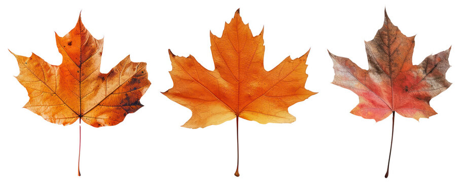 maple leaf autumn brown