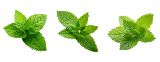 set of peak mint leave isolated on transparent background