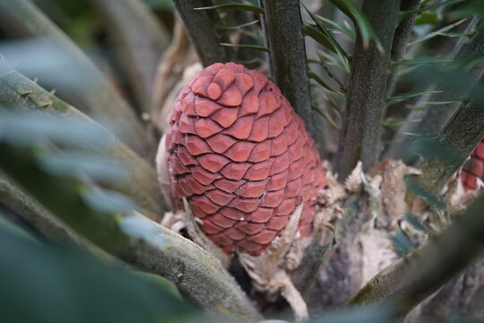 Encephalartos ferox, a member of the family Zamiaceae, is a small cycad with 35 cm wide subterranean trunk. Hanover Berggarten, Germany.
