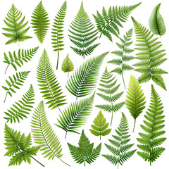  Fern Leaves - A variety of fern leaves in different shapes and sizes on a transparent background. 