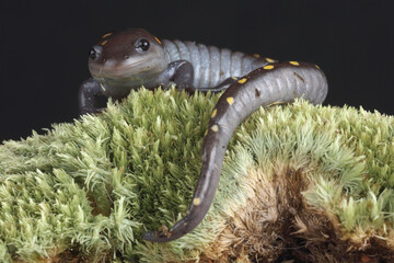 A portrait of a Spotted Salamander

