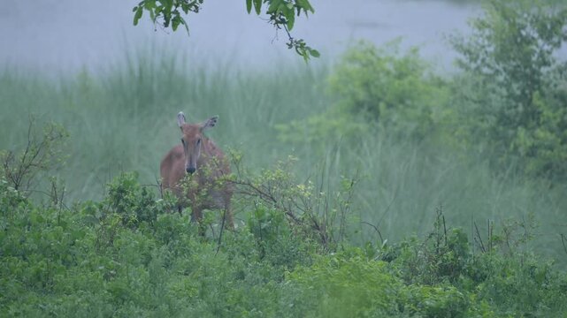 Bihar Wildlife | Female Nilgai Grazing on Plants in a Jungle, Bihar, India