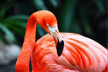 Obraz premium Close-up shot capturing the delicate texture and vibrant color of a flamingo's plumage and beak as it preens itself in a serene environment 
