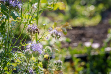 abeille butinant une bourrache