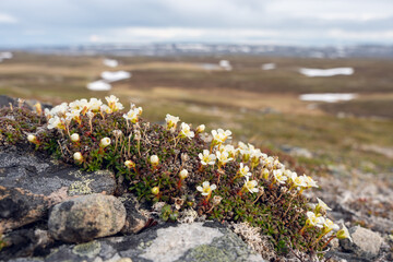 Obraz premium Diapensia lapponica in bloom in the harsh conditions of the Norwegian fjells in Varanger Peninsula