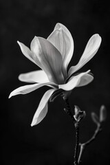 Obraz premium A black and white photograph of an elegant magnolia, captured in sharp focus against the dark background. 