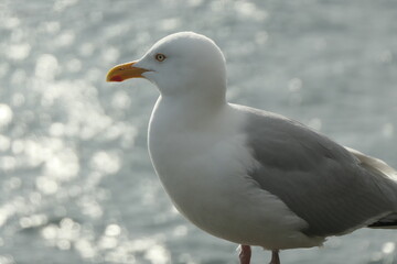 Side view of a seagull in front of a sunlit ocean