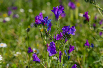 purple flowers in the field